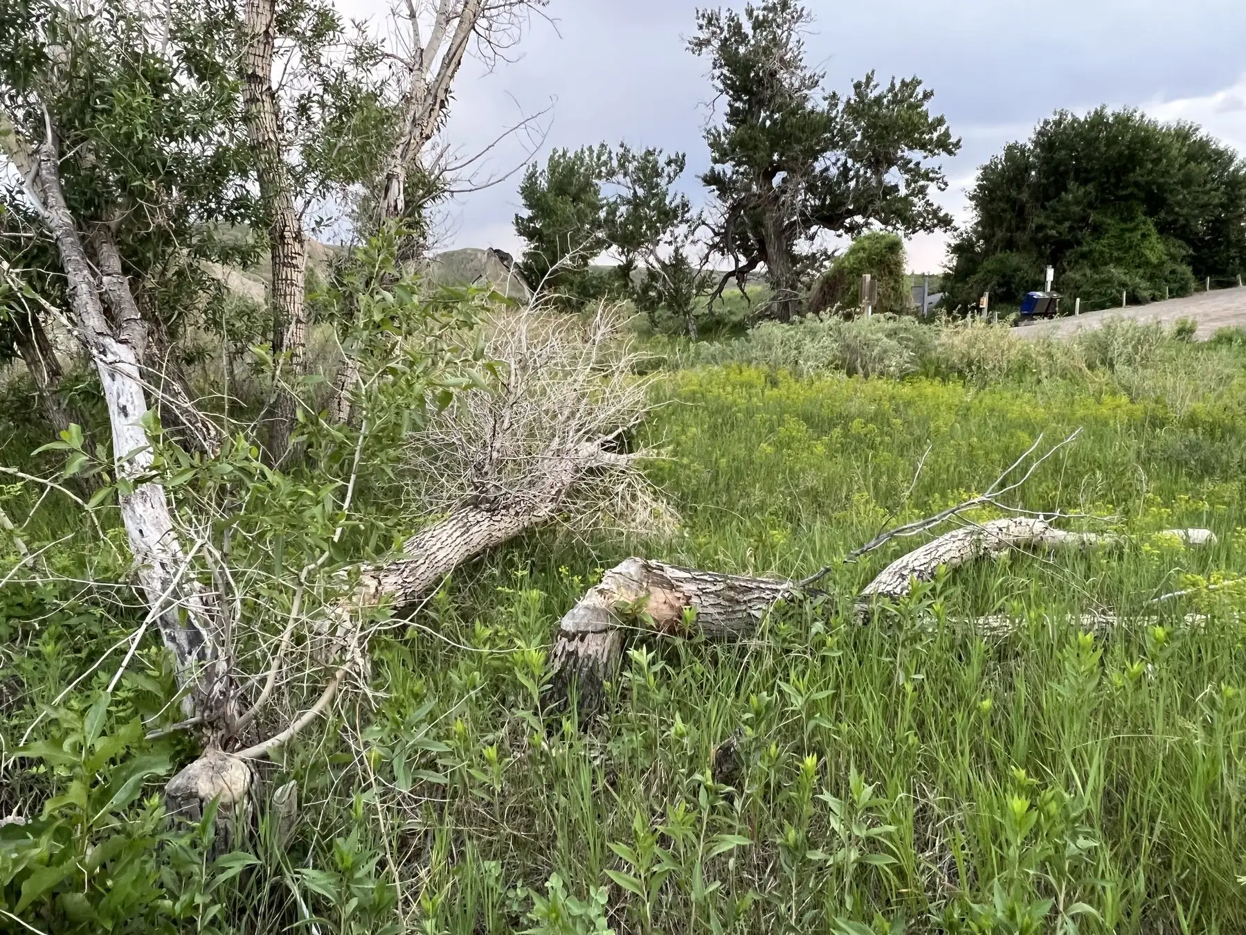 Felled and chewed tree trunks in long grass beside a creek