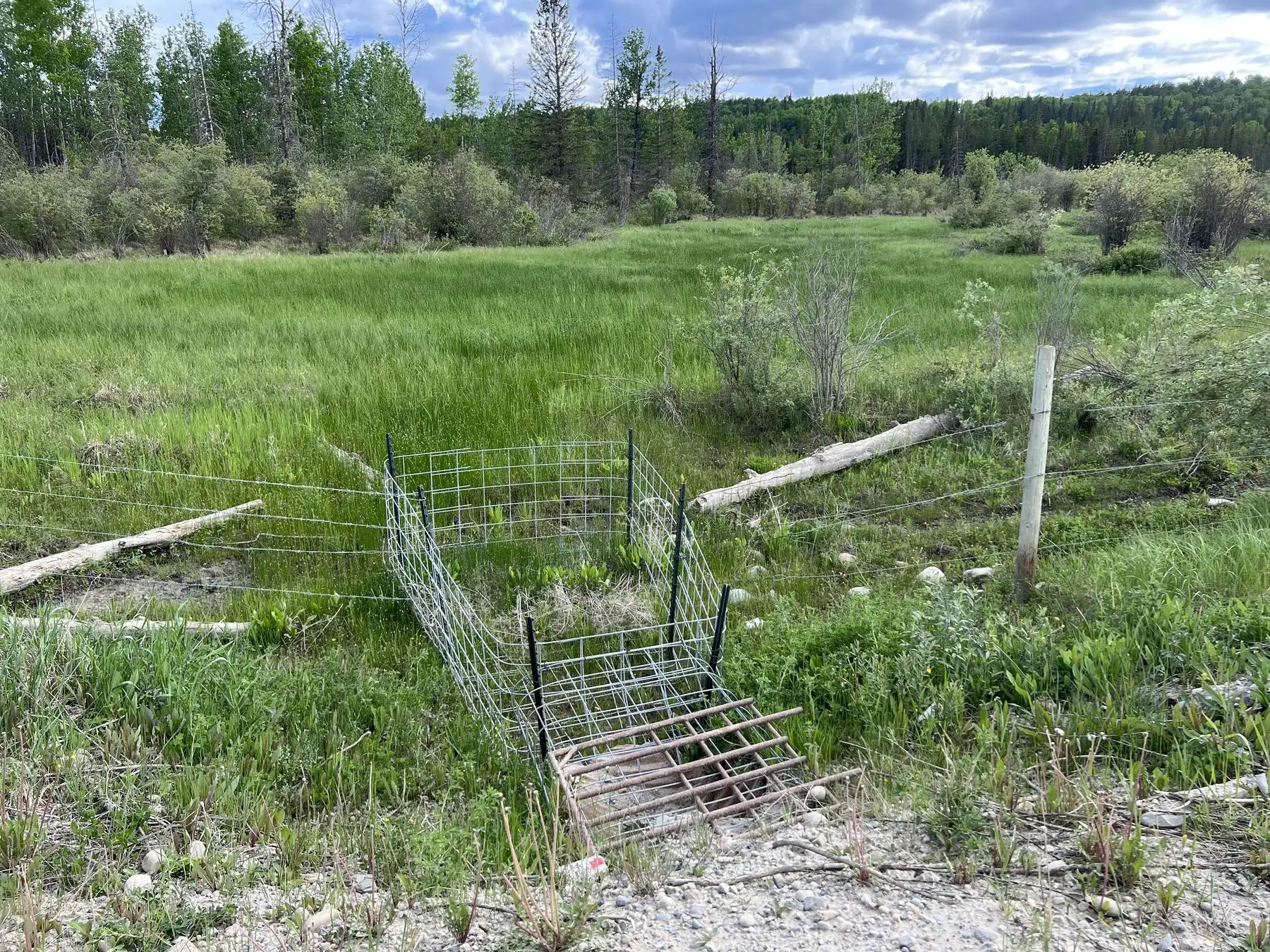 A wire exclusion fence in a green meadow upstream of a culvert at O'Chiese