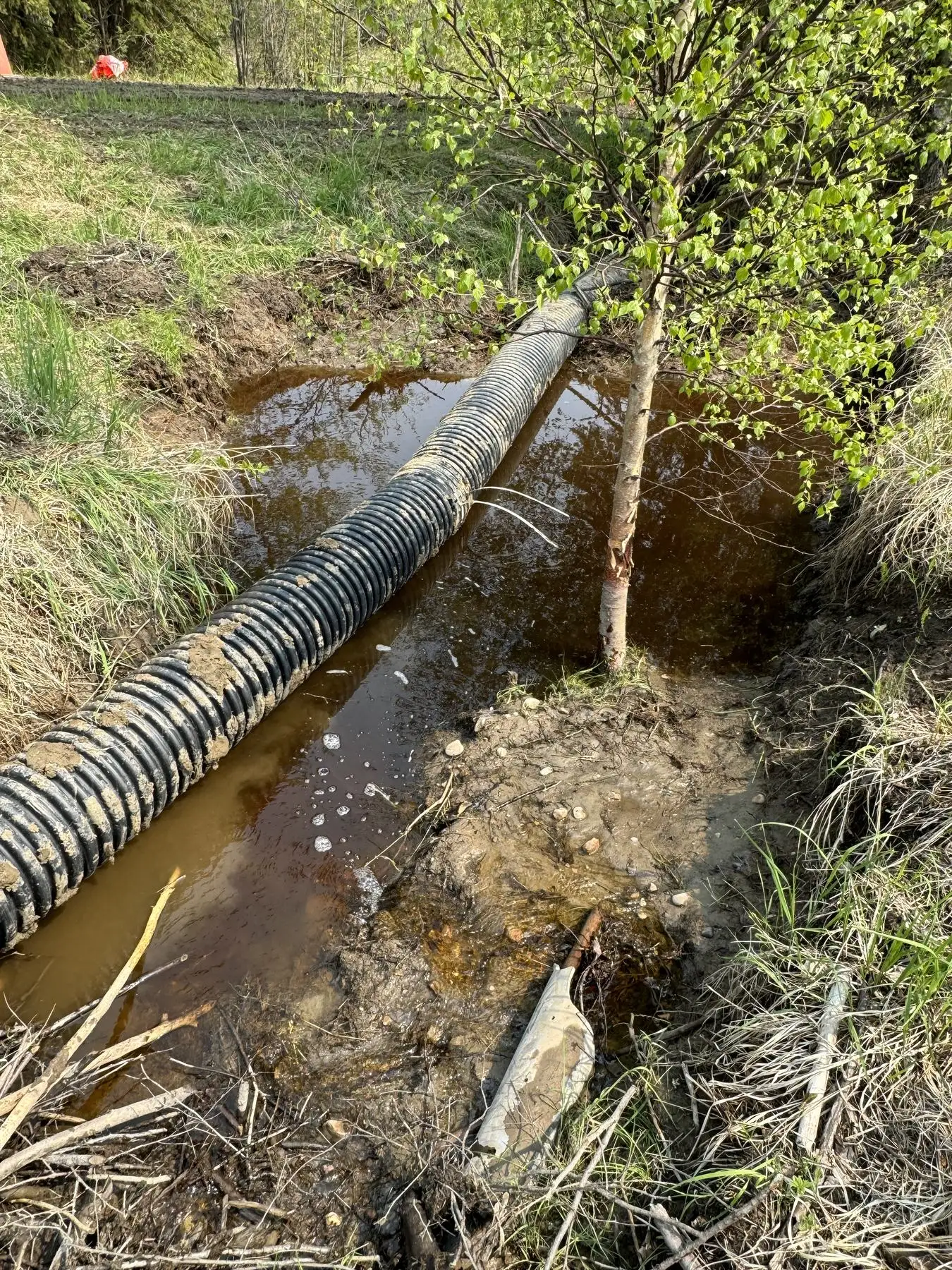 A new pond leveller next to an older one, with a saved birch tree on the bank