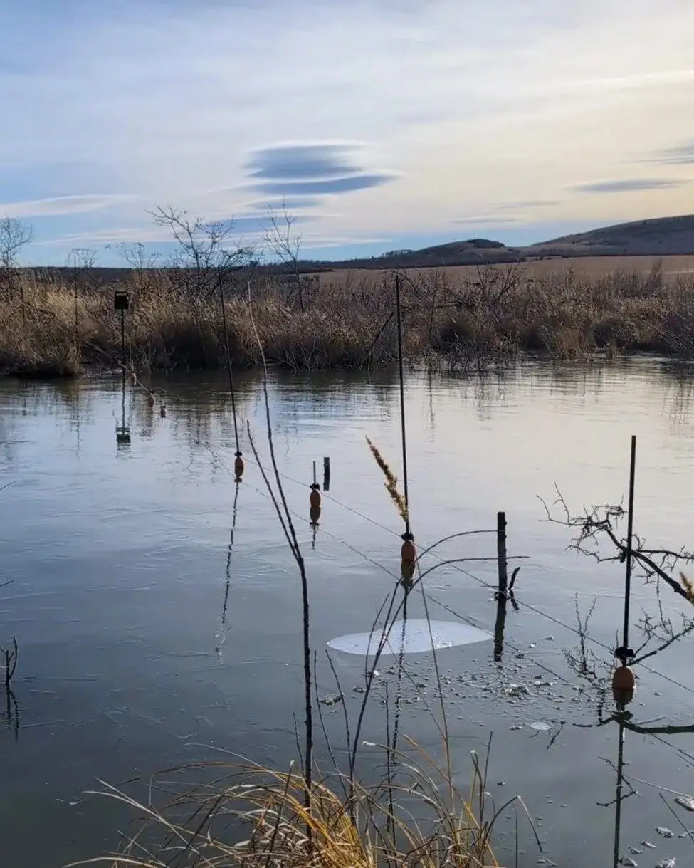 A Touch of Current floating electric fence line on the water along a reedy shoreline